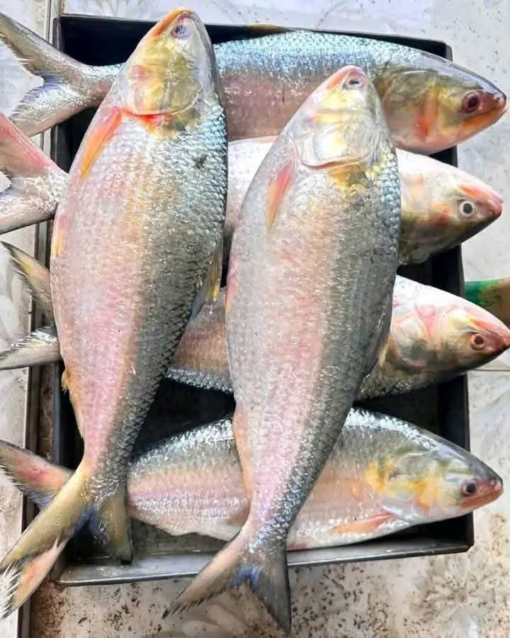১০ পিস ৫ কেজি
