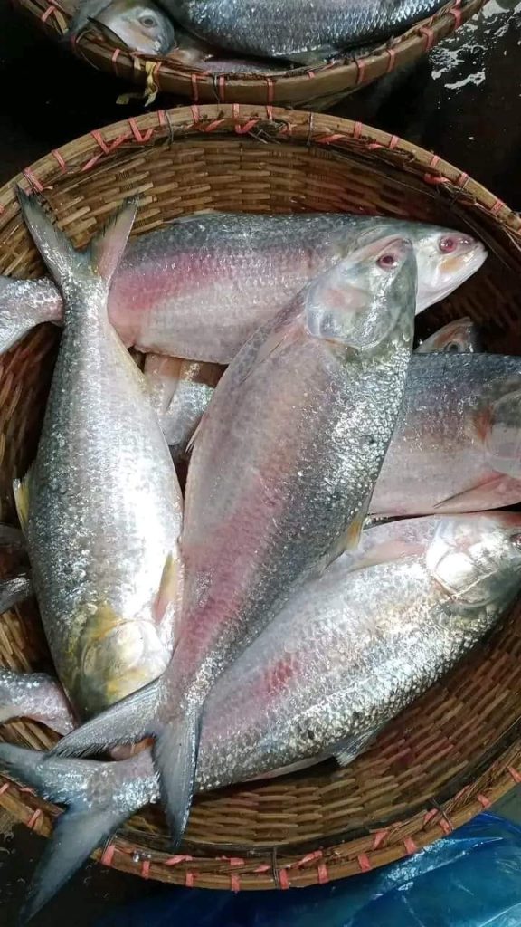 ৮ পিস ৫ কেজি